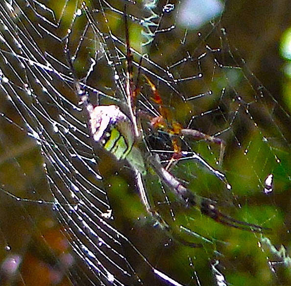 st A spiders male and female